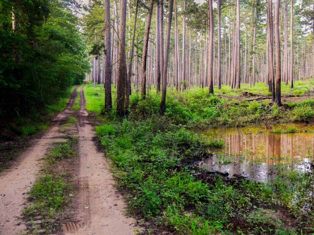 Drive path along small pond and pine trees