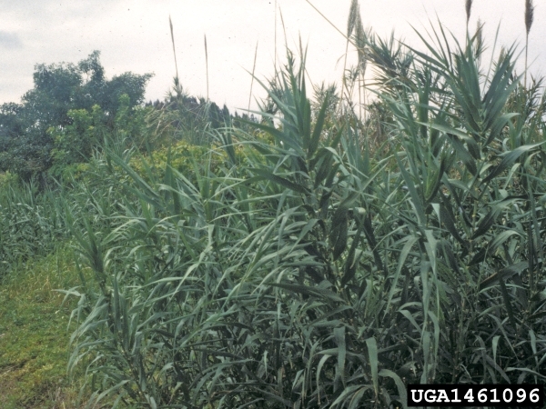 a grouping of giant reed plants growing on the side of a hill