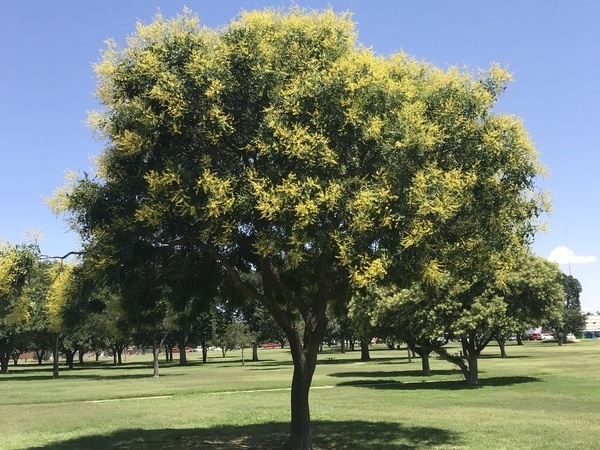 a golden rain tree with yellow and green leaves