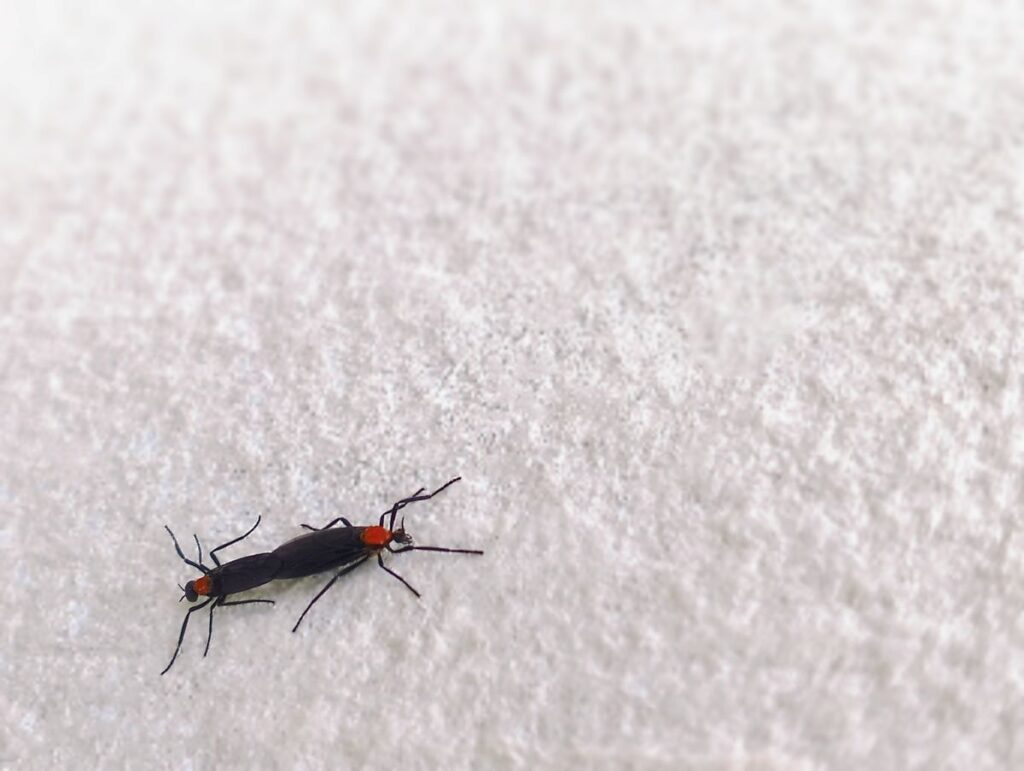 Two lovebugs connected at the back on white fabric