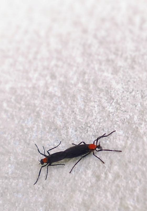 Two lovebugs connected at the back on a white fabric