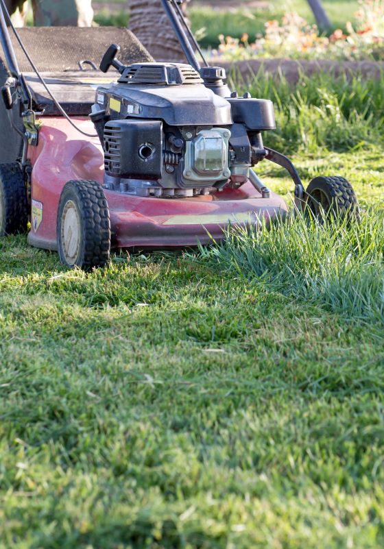Green grass being cut by red push lawnmower