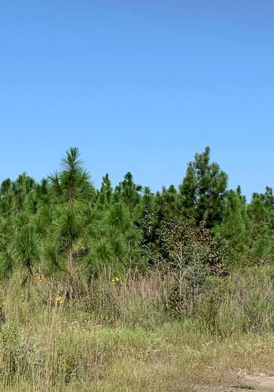 A stand of young green long leaf pine trees
