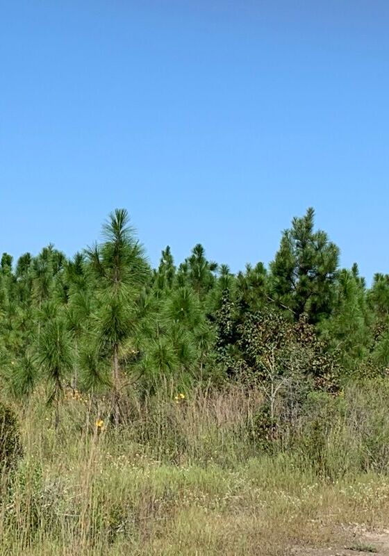 A long leaf pine stand