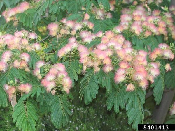 Green plant with pink and white flowers
