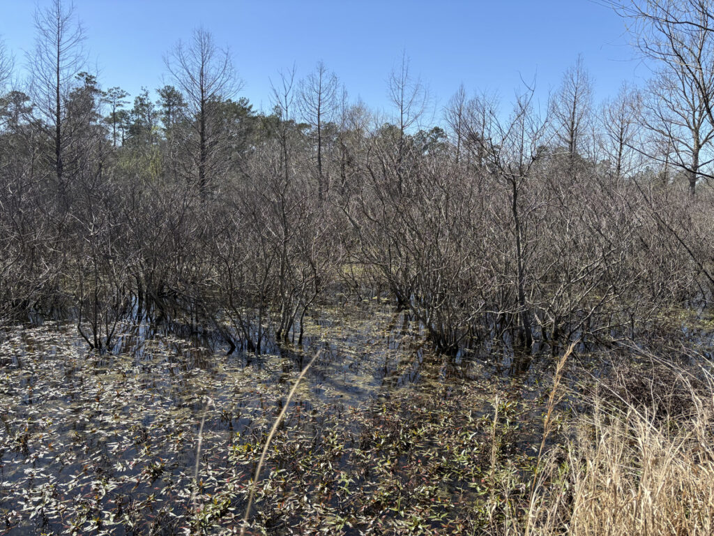 A wooded and marshy area of the olive Scott arboretum