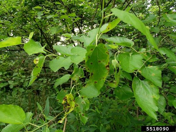 A closeup of the green leaves over paper mulberry