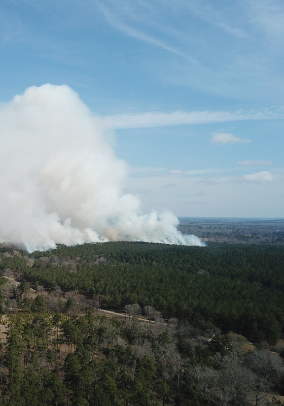 a smoke plume rises above a dense forest
