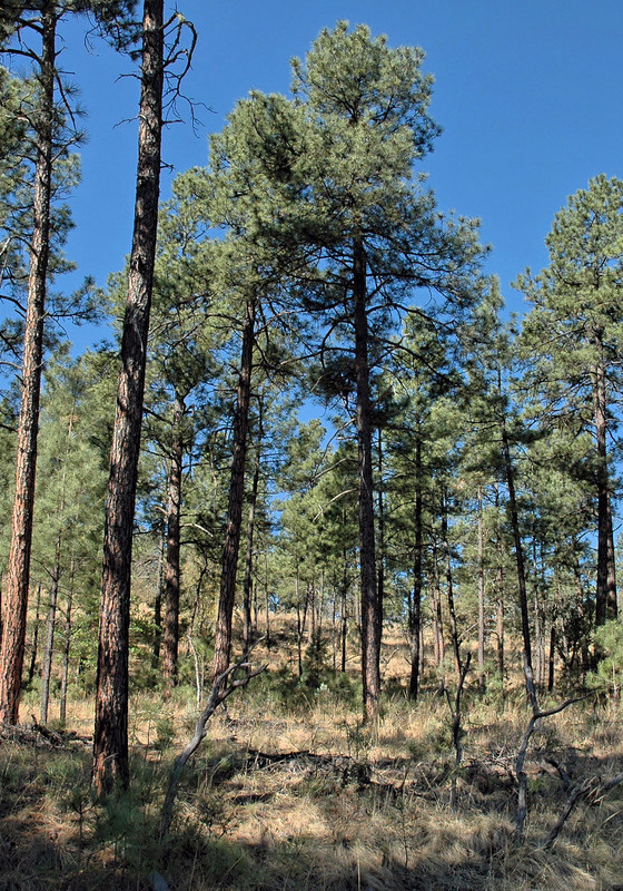 A ponderosa pine stand