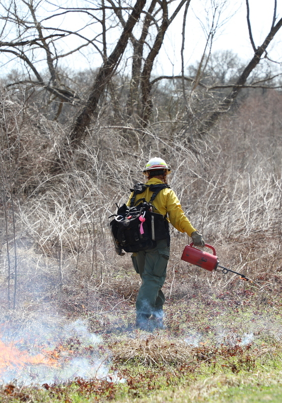 A person using a drip torch to perform a prescribed fire
