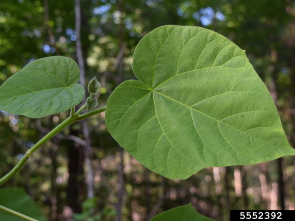 A closeup of the leaf of a princess tree