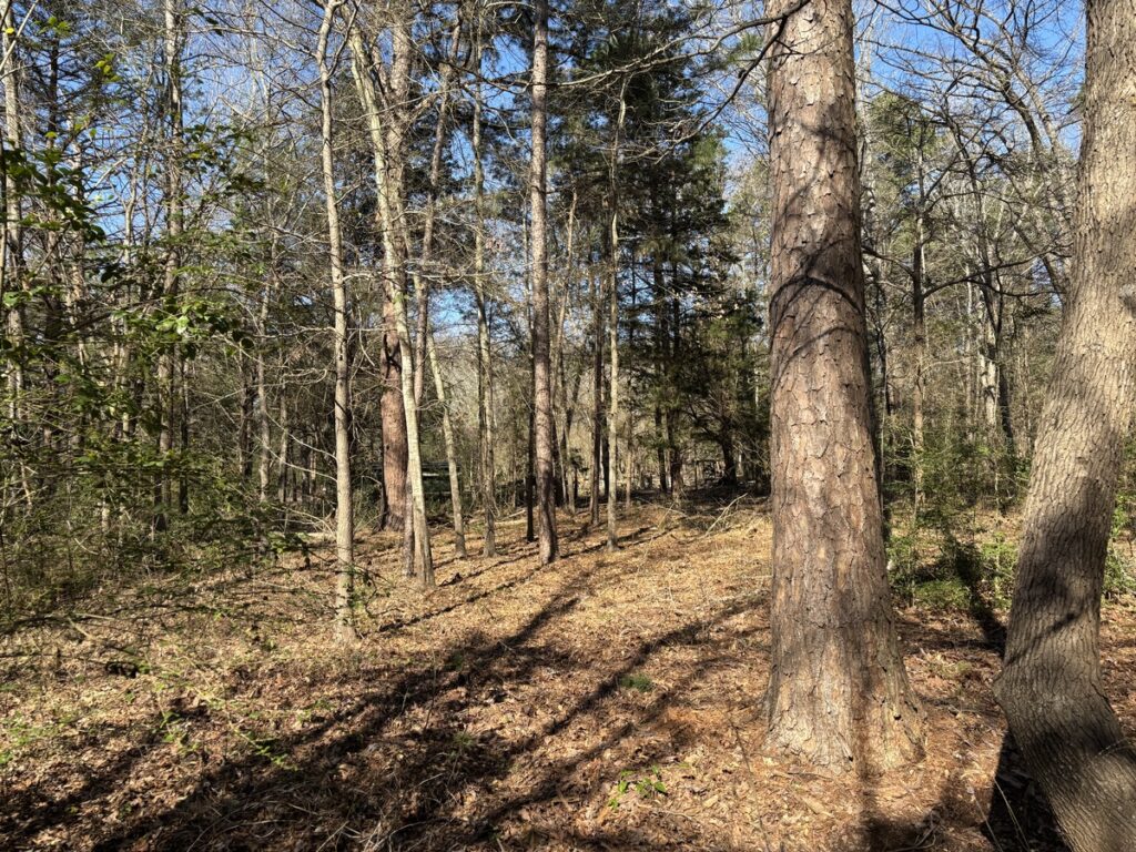 A forested area in the ruth bowling Nichols arboretum