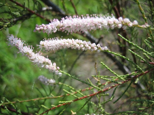 A closeup of saltcedar blooms