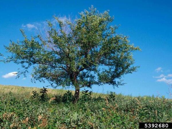 a siberian elm tree growing in a pasture