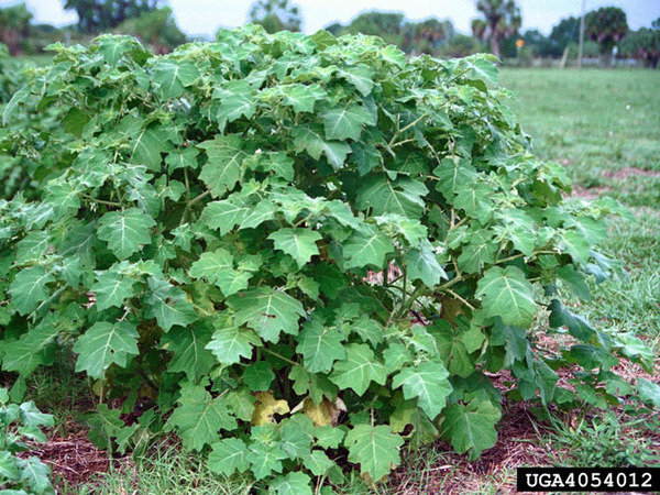 a closeup of a tropical soda apple bush