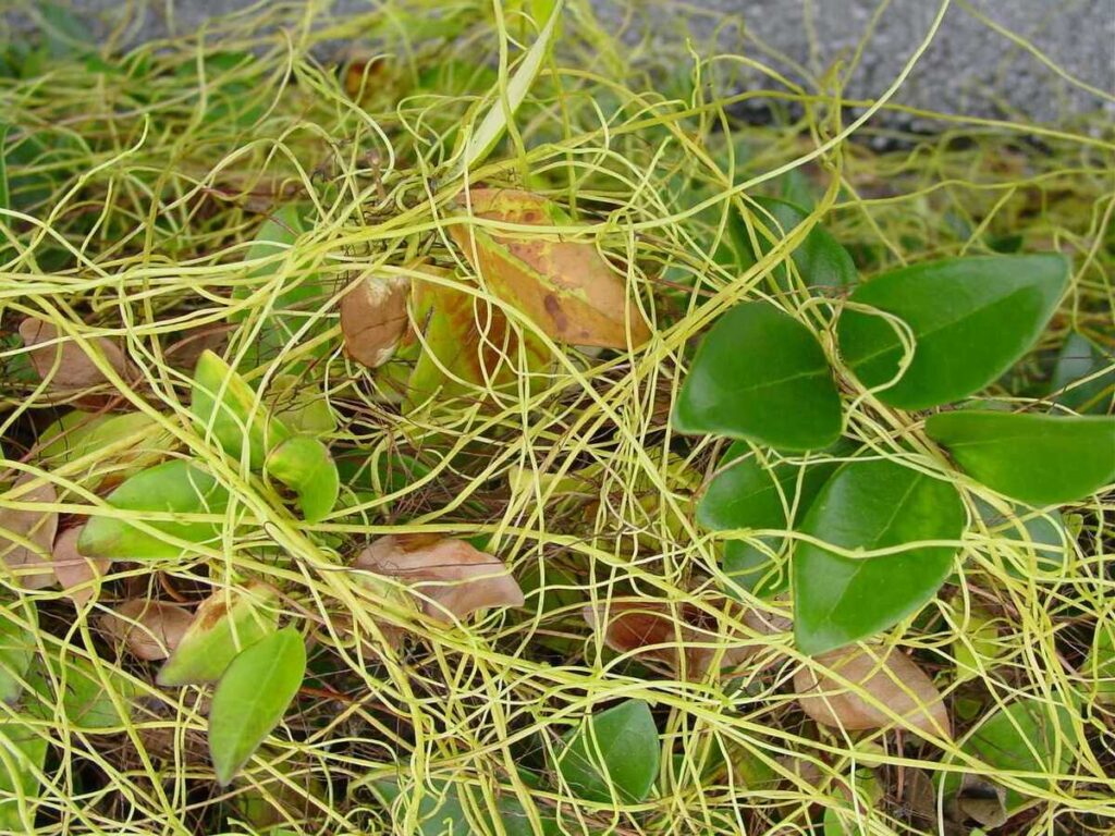 Un primer plano de hojas y hebras de paloma asiática gigante