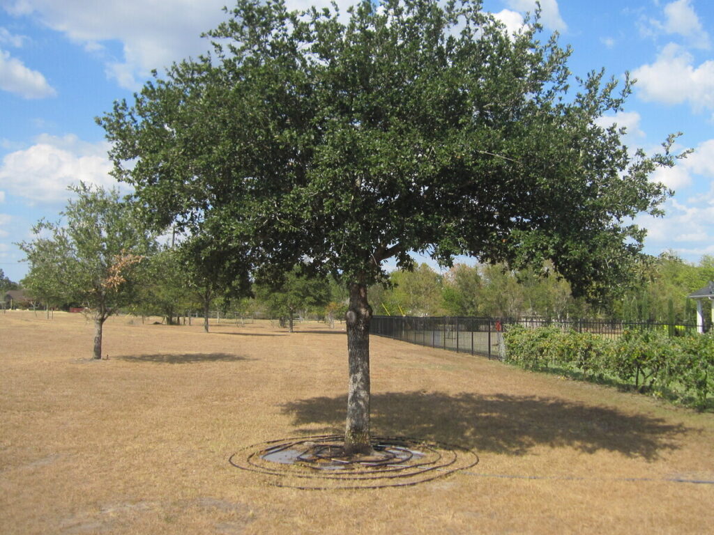 Un árbol está siendo regado durante una sequía usando una manguera de remojo