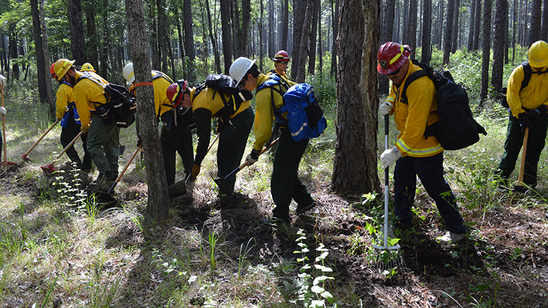 Academy students build a handline using hand tools on a mock wildfire practical.
