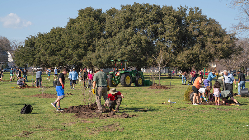 An image of an open park with a large oak tree in the background. Several people are gathered throughout the picture, some standing and some bent, while they plant young trees together,