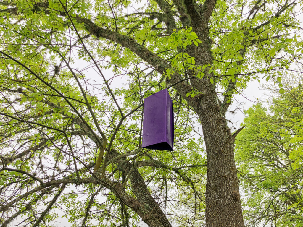 Texas A&M Forest annually deploys traps, lined with a sticky surface and attractive colors and smell, which help identify the movement of EAB.