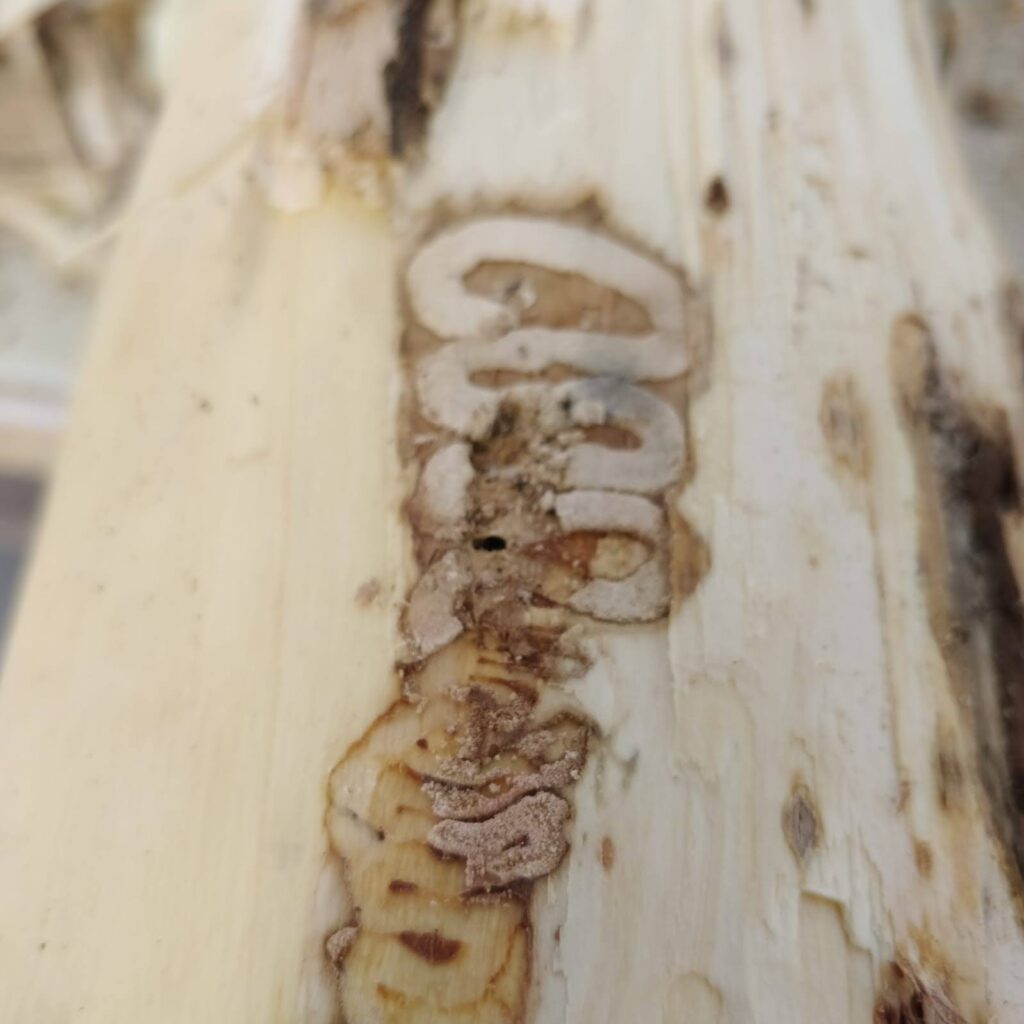 Carvings left behind in an ash tree by the emerald ash borer, which feeds on the phloem of branches and trunks.