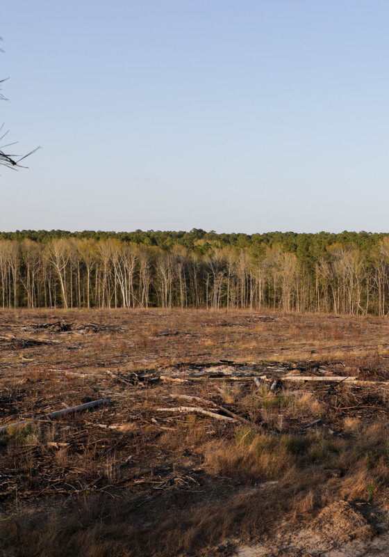 An area that has been cleared during a timber harvest