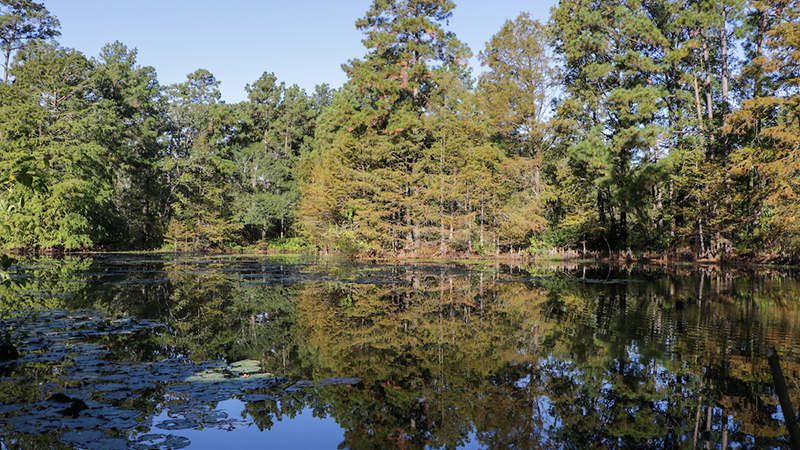 A pond with cypress and pine trees in the background which reflect on the surface of the water.