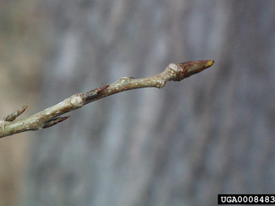 A dormant branch with brown to grey tones, featuring visible buds, set against a blurred tree bark background.