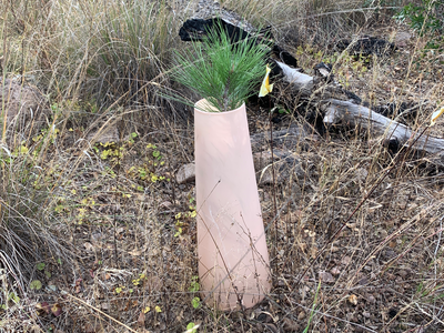 A pink cylindrical piece of hard plastic has been placed around a pine sapling to protect it