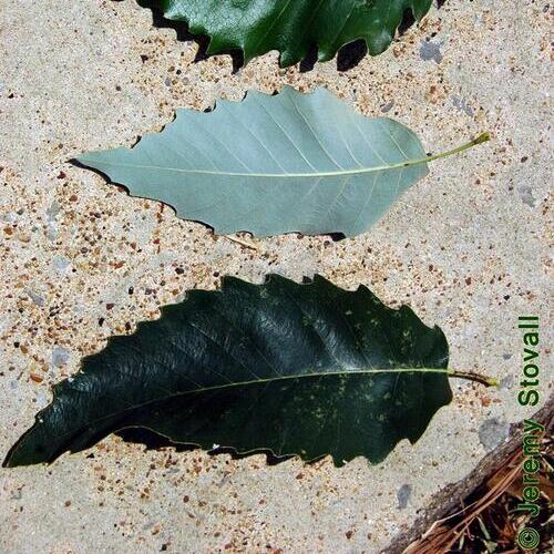 Chinkapin Oak leaves